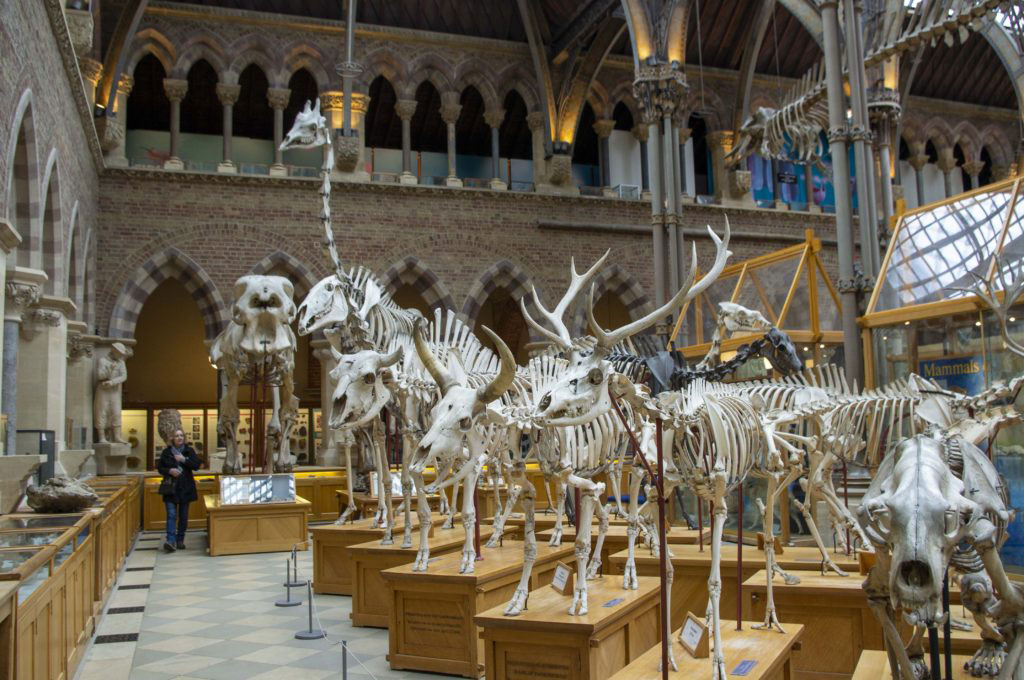 Oxford University Museum of Natural History2