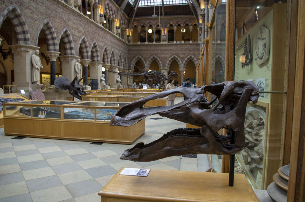 Oxford University Museum of Natural History3