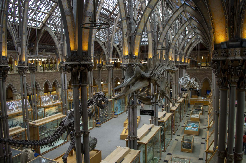 Oxford University Museum of Natural History5