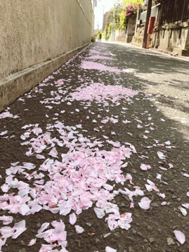 dropped sakura
